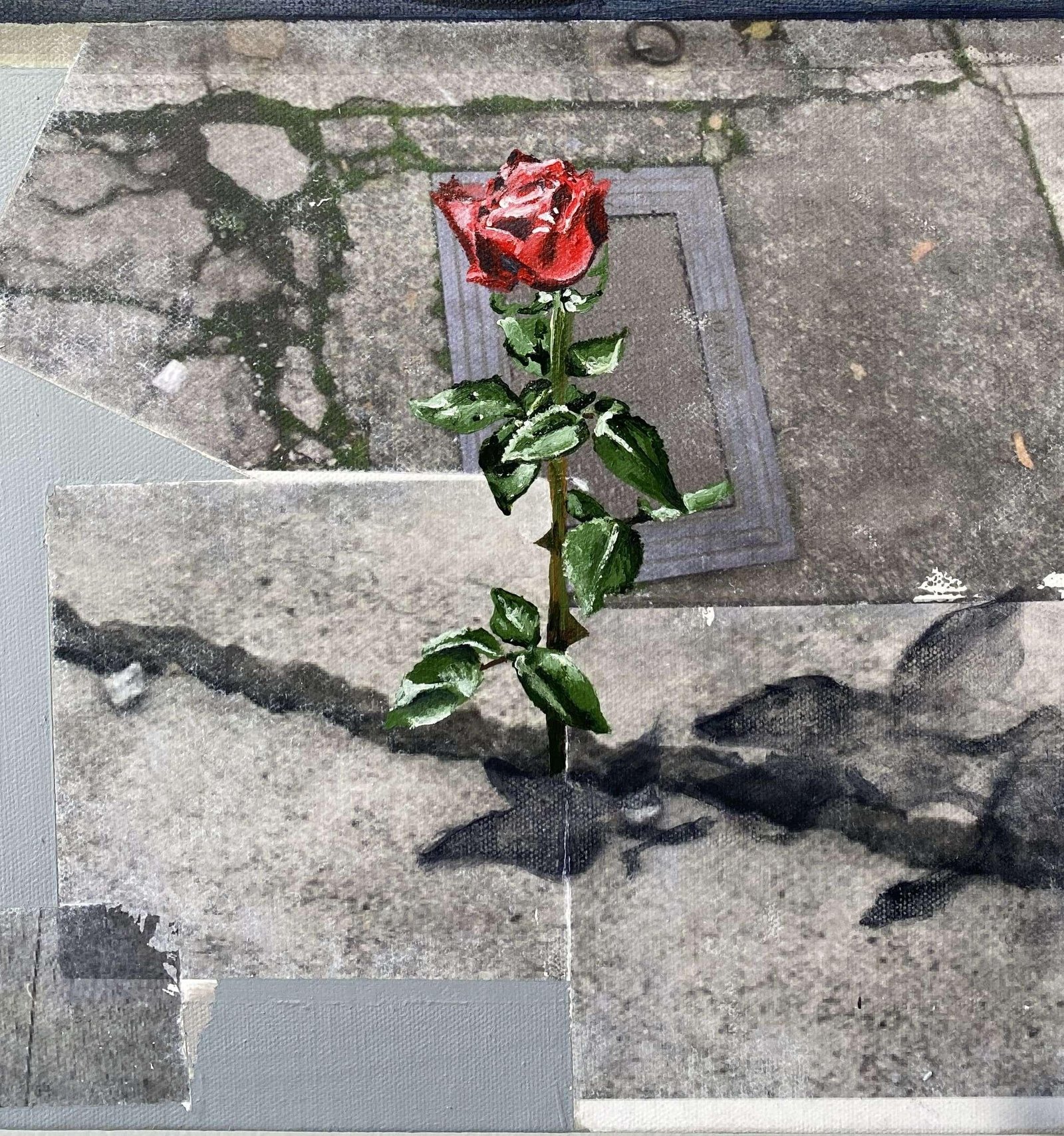 Rose from Concrete
